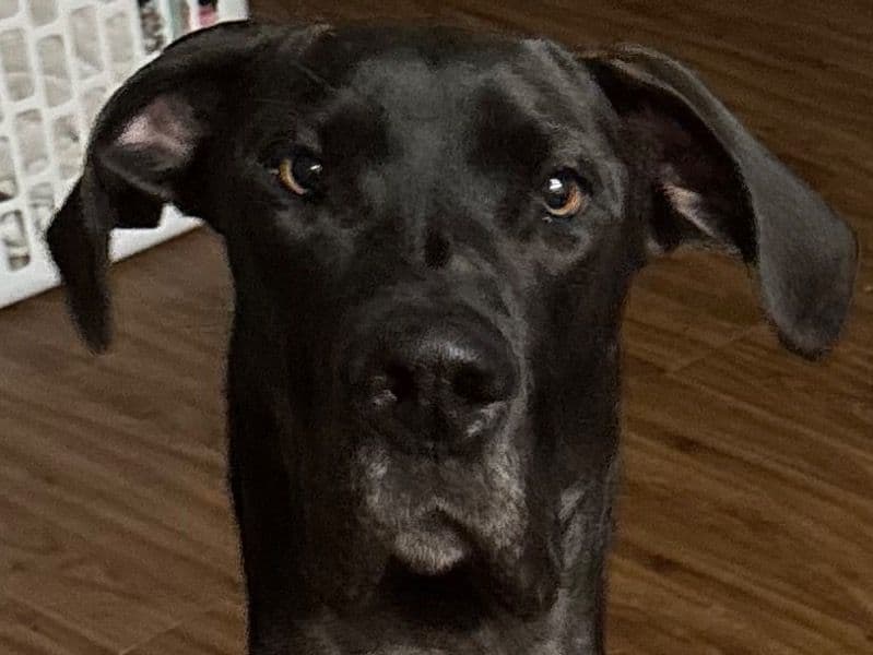 Missy primary photo