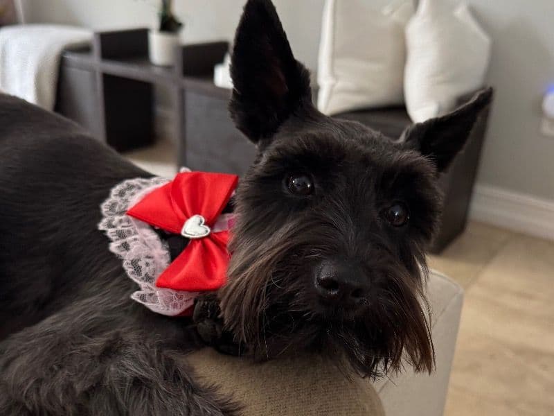 Coco Chanel primary photo