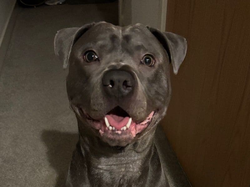 Zeus primary photo