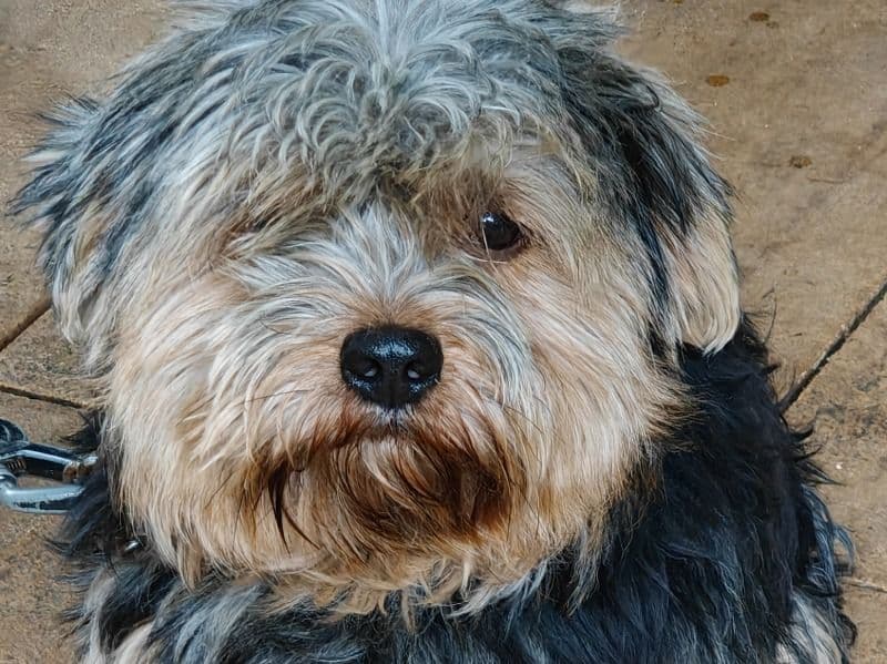 Yorkshire Terrier 2 years 7 months old male small named Togo for breeding in Bangalore Division, Karnataka | Petmeetly