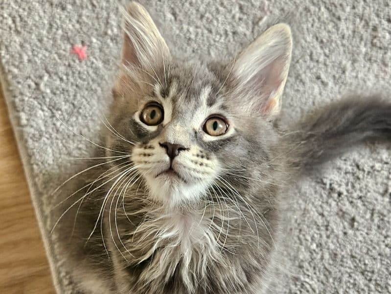 Maine Coon 1 primary photo