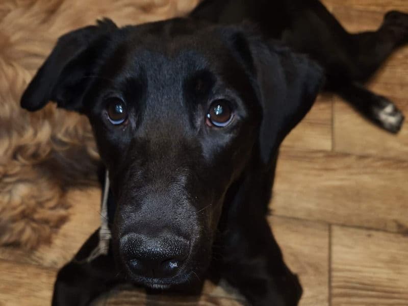 Luna primary photo