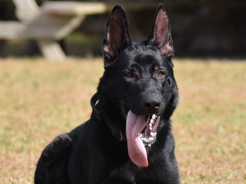 Black German Shepherd 3 years 8 months old male large named Chief for breeding in Duval County, Florida | Petmeetly
