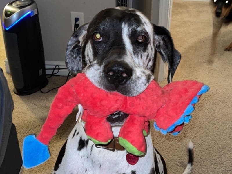 Great Dane 8 years 6 months old male extra large named Captain for adoption in Tarrant County, Texas | Petmeetly