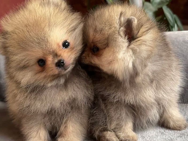 Teacup Yorkshire Terrier 3 months old male small named Ben And Lilly for sale in Los Angeles County, California | Petmeetly