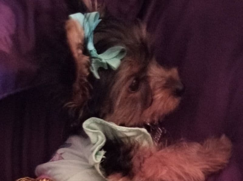 Bella primary photo