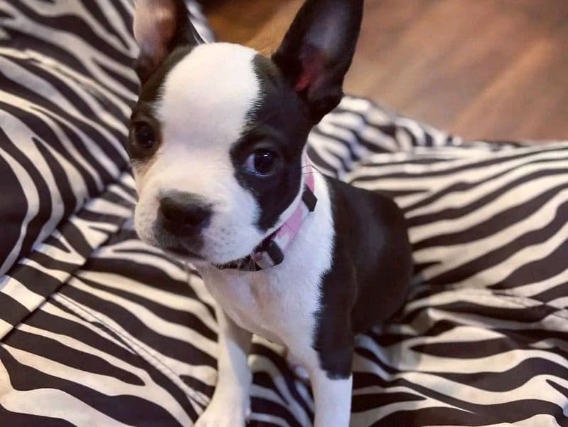 Lola primary photo