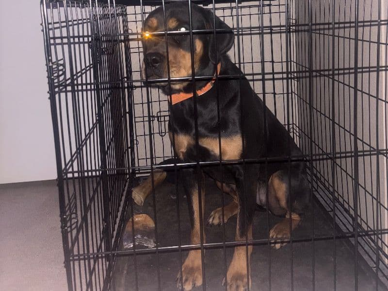 Rottweiler 2 years old female large named Hazel for sale in Maury County, Tennessee | Petmeetly