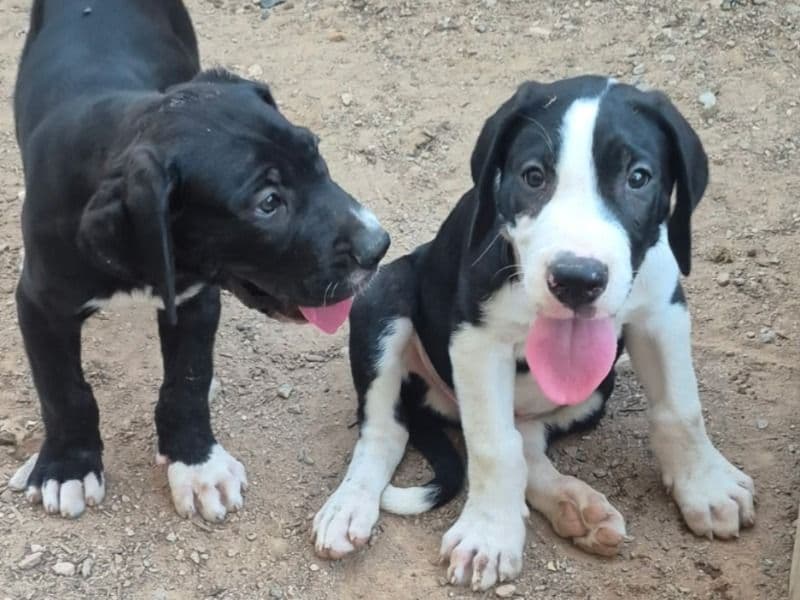 Pups primary photo