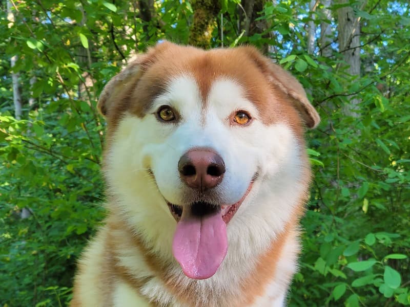 Koda primary photo