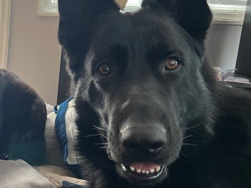 Black German Shepherd 3 years 11 months old male large named Balto for breeding in Tolland County, Connecticut | Petmeetly
