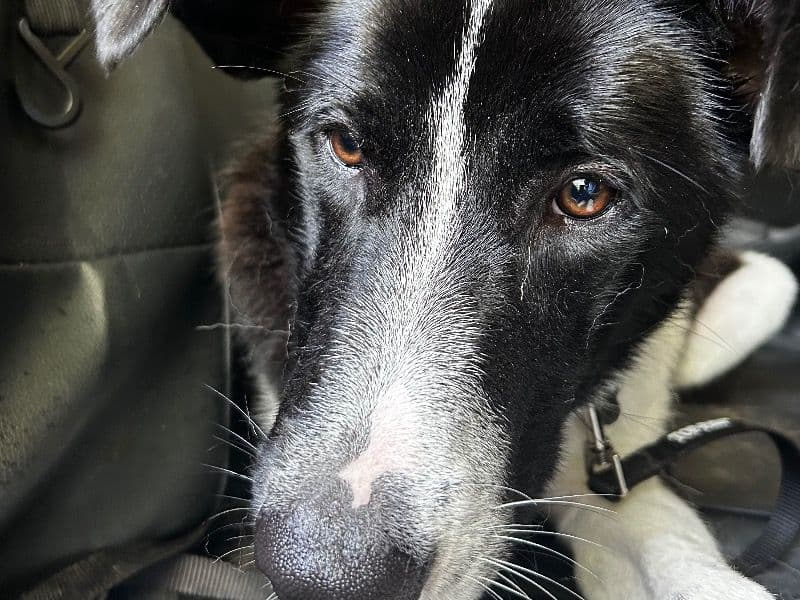 Anatolian Shepherd 10 months old male medium named Todd for adoption in Dixon, Missouri | Petmeetly