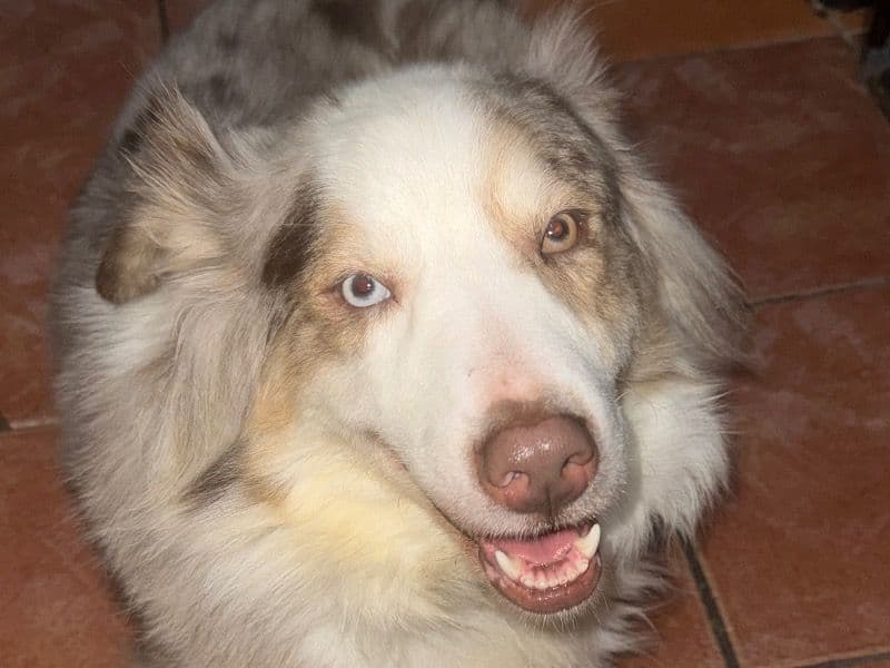 Nala primary photo