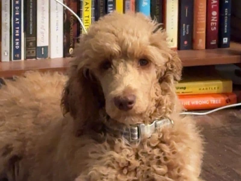 Standard Poodle 6 months old male medium named Goose for sale in Madison County, Alabama | Petmeetly