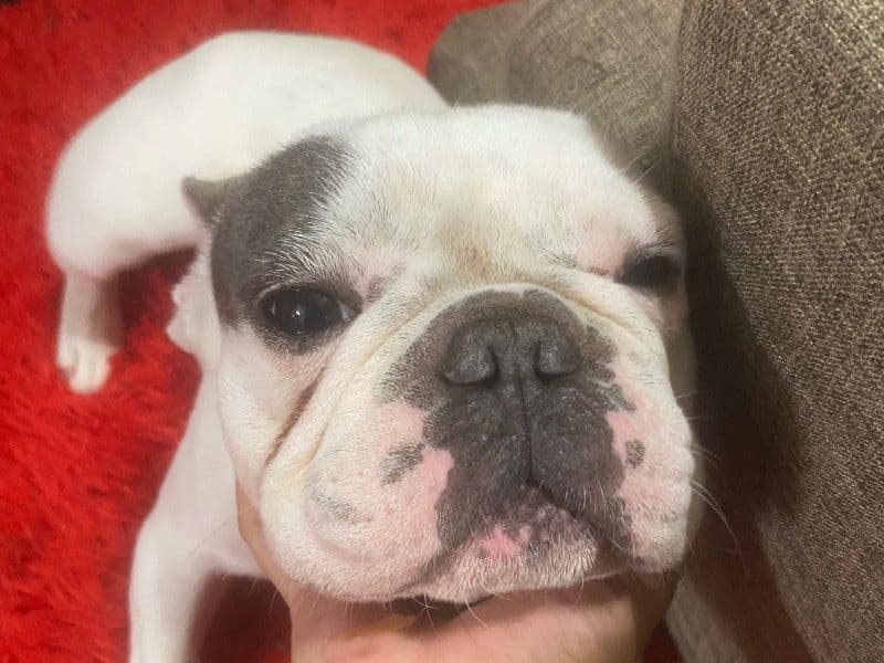 Odin primary photo