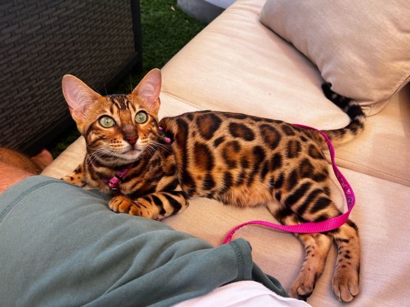 Bengal 1 year 8 months old female named Parissa for breeding in Orange County, California | Petmeetly
