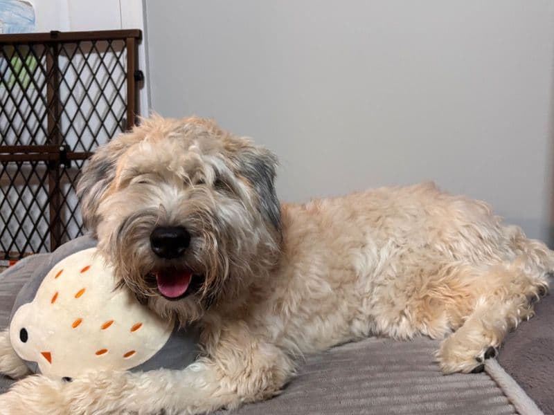 Soft Coated Wheaten Terrier 1 year 10 months old male medium named Milo for adoption in Delaware County, Ohio | Petmeetly