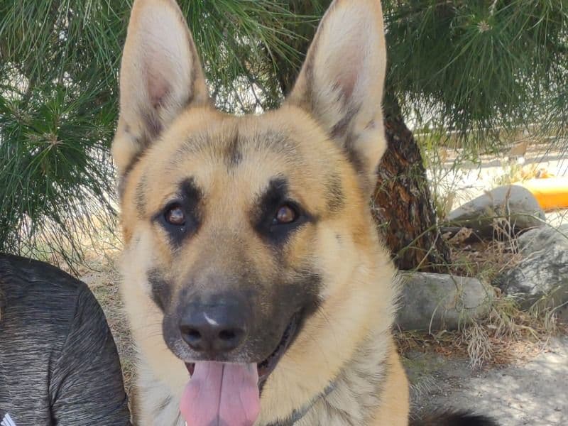 Samson primary photo