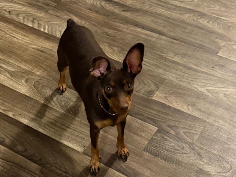 Doberman 1 year old female small named Brownie for sale in San Bernardino County, California | Petmeetly