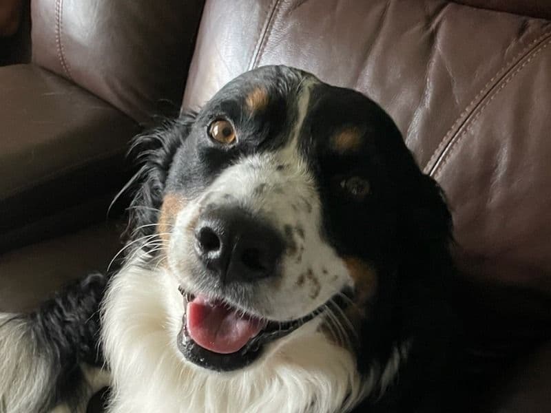 Sadie primary photo