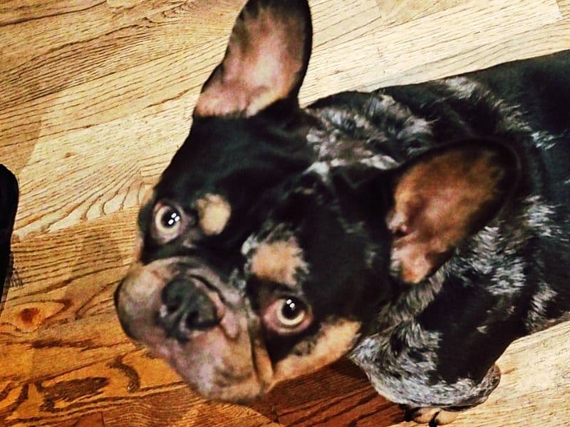 Gizmo primary photo