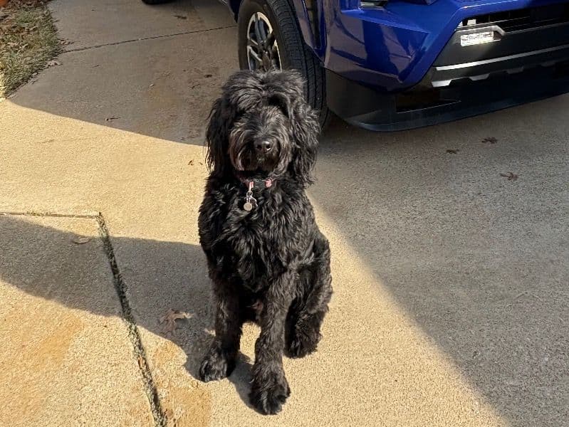 Teddy primary photo