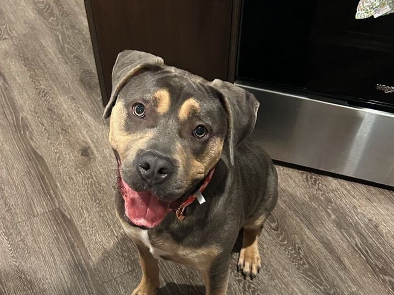 Staffordshire Bull Terrier 1 year 10 months old female large named Olive for adoption in Jackson County, Missouri | Petmeetly