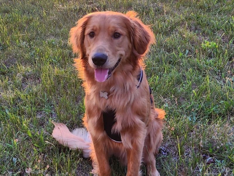 Golden Retriever 2 years 8 months old male large named Jackson for breeding in Greenville, Michigan | Petmeetly