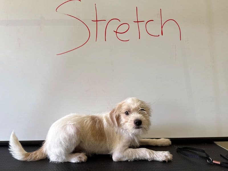 Stretch primary photo