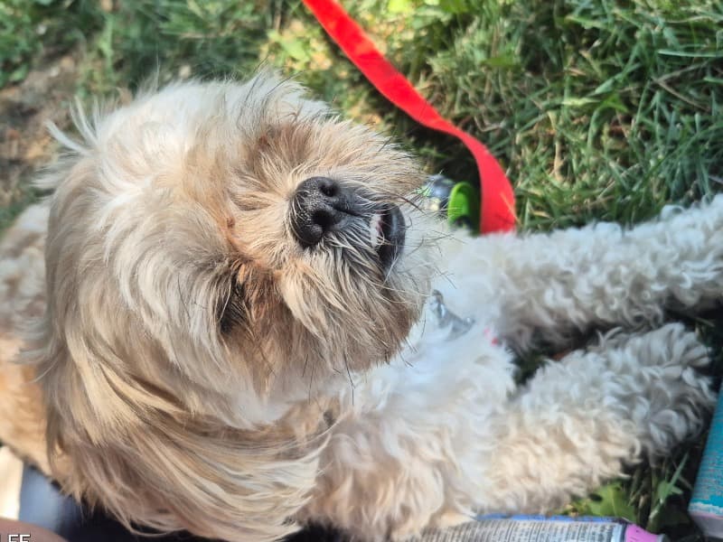 Mini Sheepadoodle 5 years 6 months old female small named Maggie for adoption in Hamilton, Ontario | Petmeetly