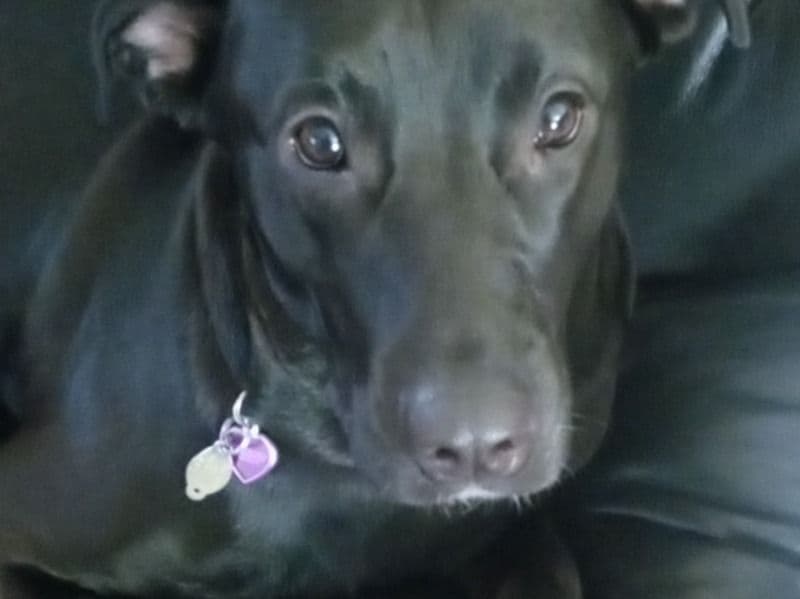 Luna primary photo