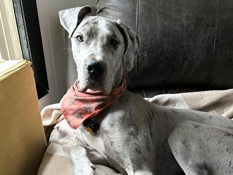 Rufus primary photo