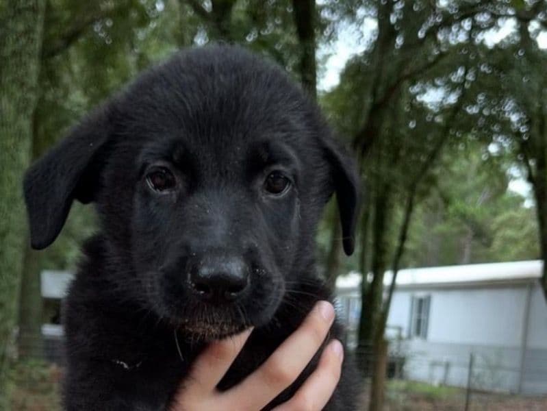 Blackie primary photo