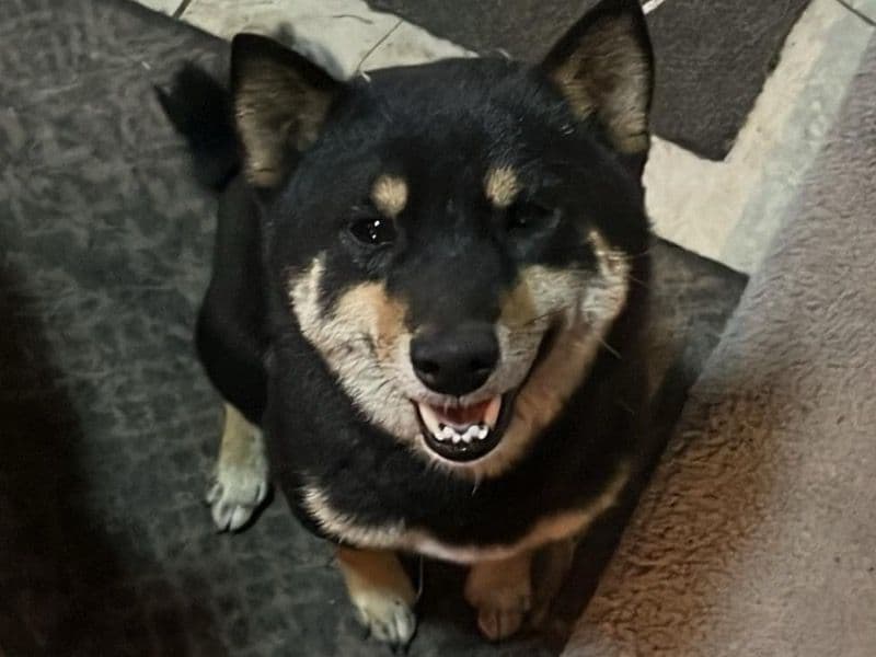 Balto primary photo