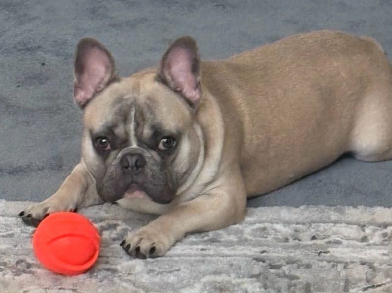 Chewy primary photo