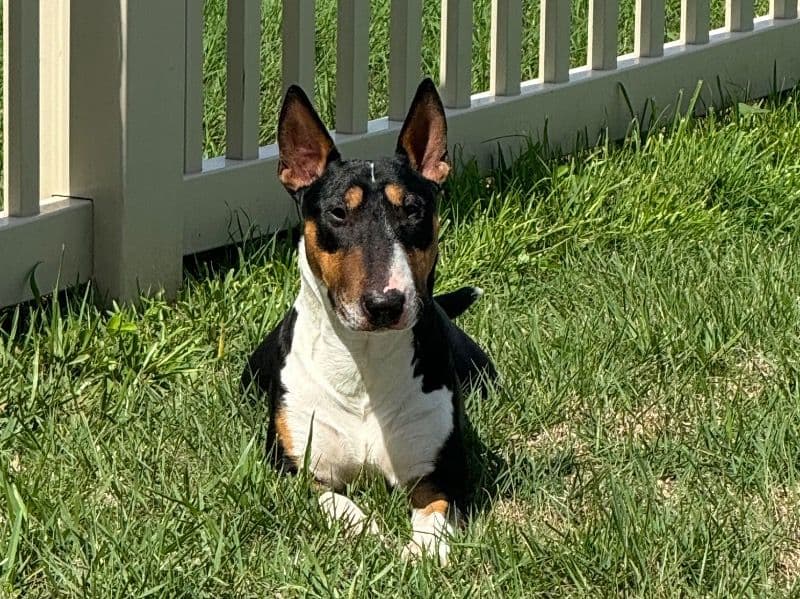 Trixie primary photo