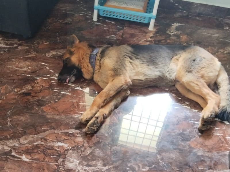 Black German Shepherd 5 years 3 months old male large named Brucelee for breeding in Chennai, Tamil Nadu | Petmeetly