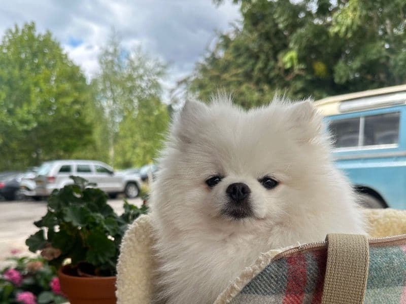 Teddy primary photo