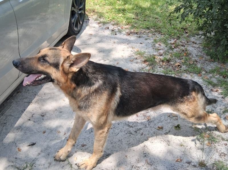 Sarge primary photo
