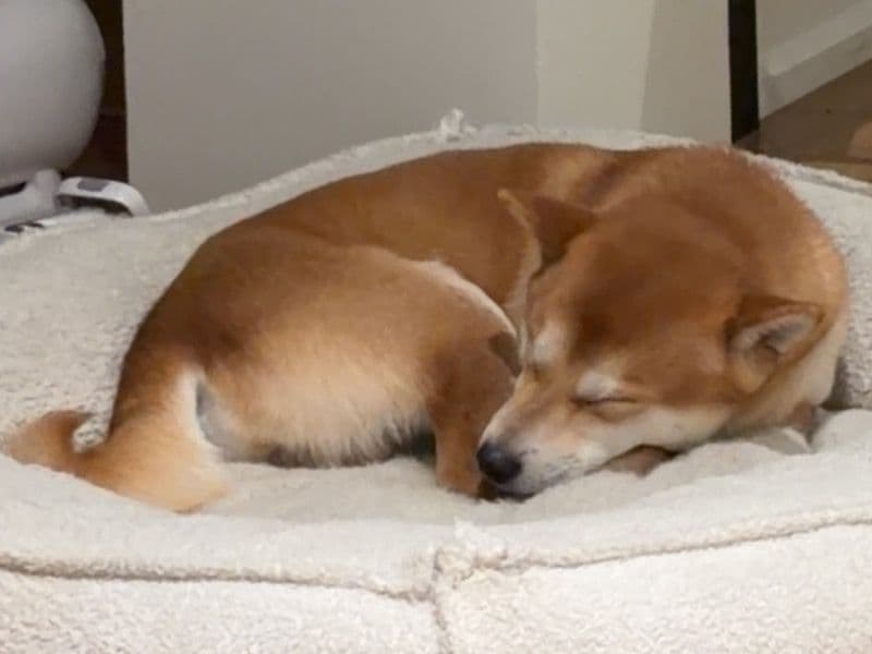Shiba Inu 2 years 5 months old male medium named Oscar for sale in Toronto, Ontario | Petmeetly