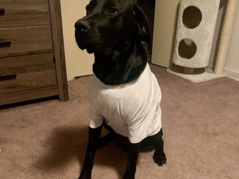 Labrador Retriever 7 years 3 months old male large named Casper for adoption in Bexar County, Texas | Petmeetly