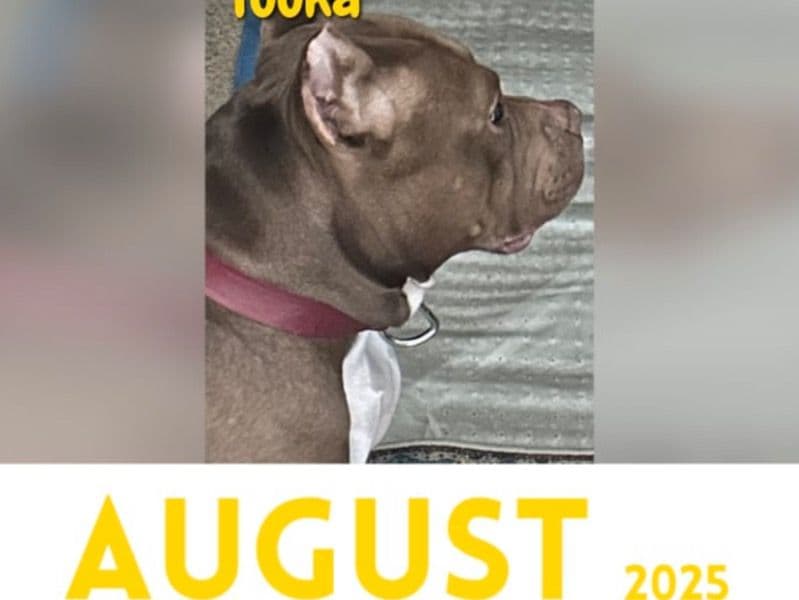 American Bully 2 years 2 months old male medium named Tooka for sale in Buncombe County, North Carolina | Petmeetly