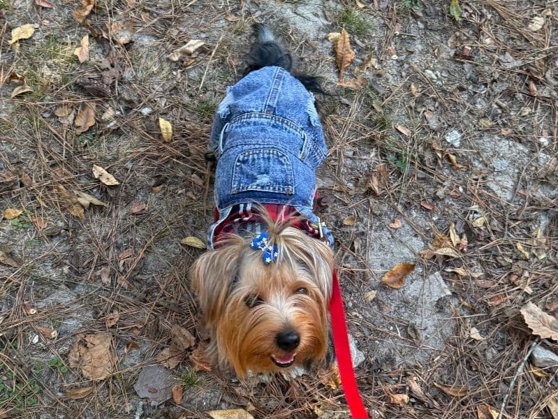 Yorkshire Terrier 1 year 3 months old male small named Pierre for breeding in Gwinnett County, Georgia | Petmeetly