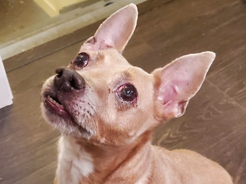 Rat Terrier 8 years old male small named Scooby-doo for adoption in Foxfield, Colorado | Petmeetly