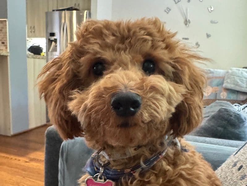 Miniature Poodle 9 months old female small named Toula for sale in Toronto, Ontario | Petmeetly