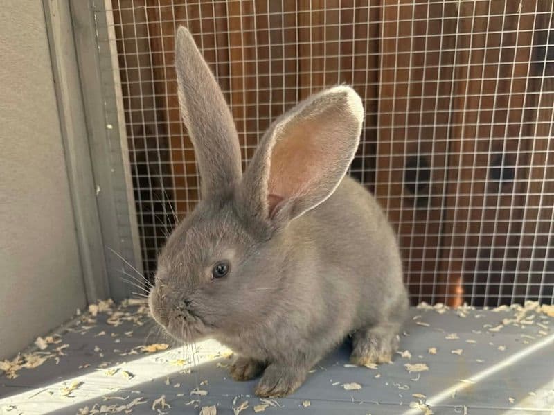 Continental 2 months old female named Three Continental Gaints for sale in Essex, England | Petmeetly