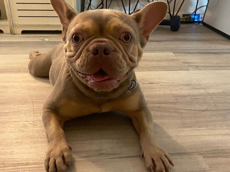 French Bulldog 2 years 1 month old female small named Nala for sale in Broward County, Florida | Petmeetly