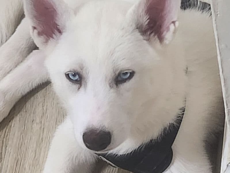 Husky primary photo