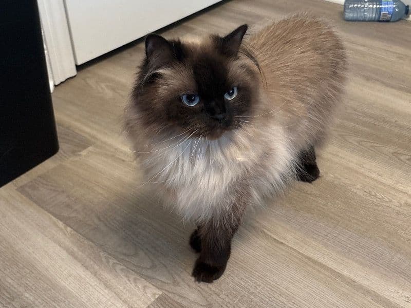 Leo primary photo