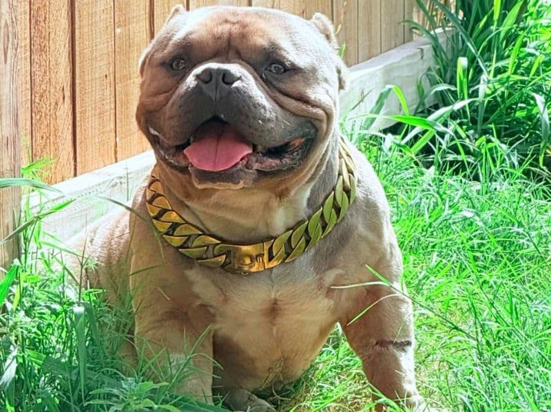 Chancho primary photo